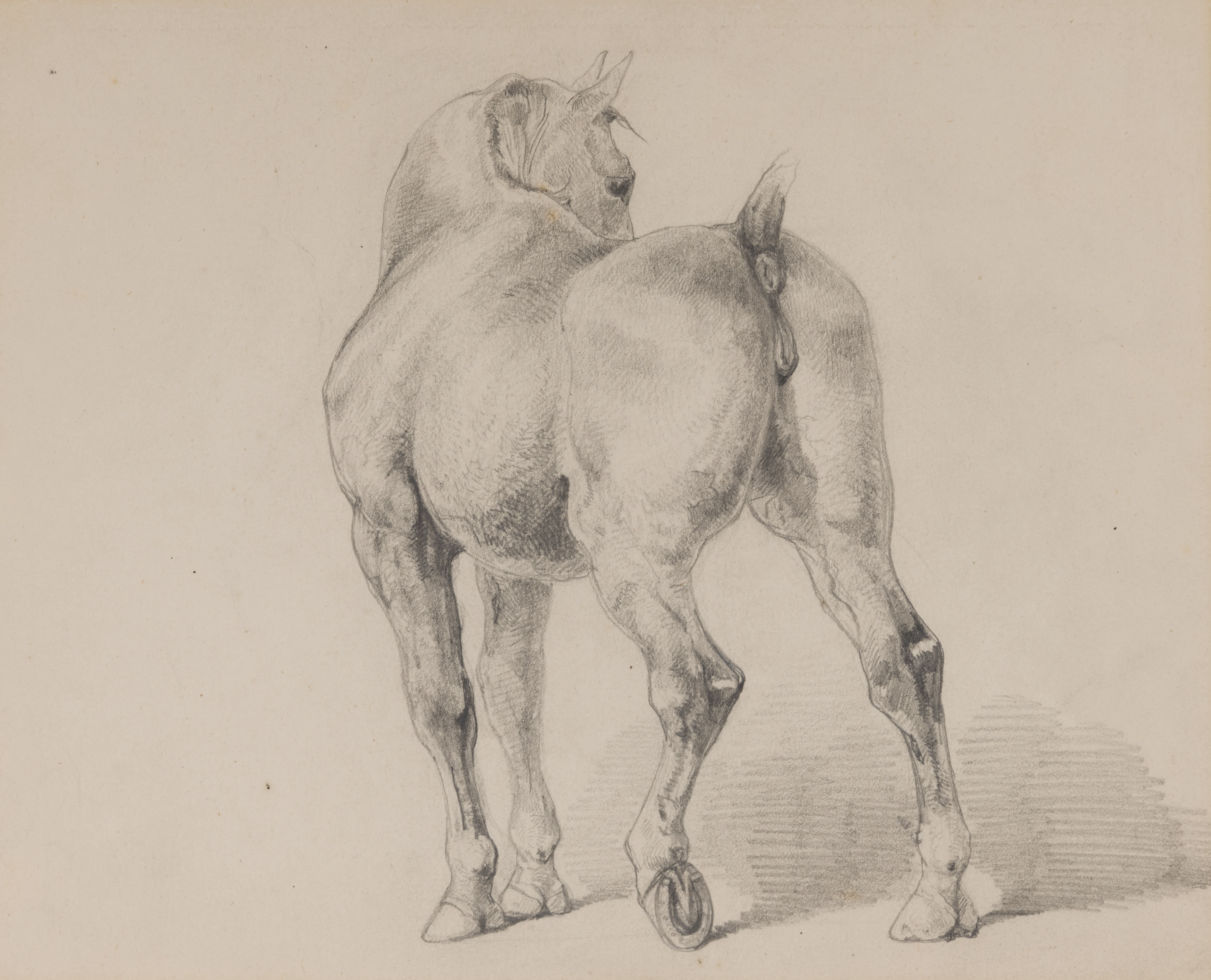 A Horse Seen from Behind 
